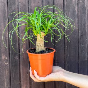 Slonia noha (Nolina - beaucarnea recurvata) - výška 30-35 cm, kont. C2L